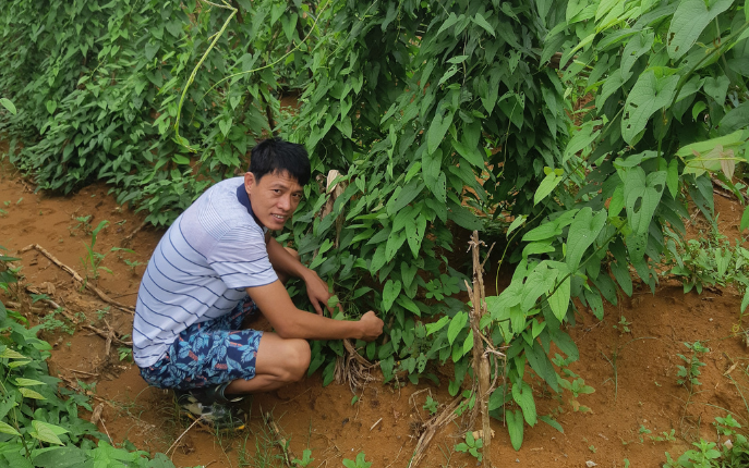 Giới thiệu cây Củ Mài Hoài Sơn tại Trang trại Lương Việt 
