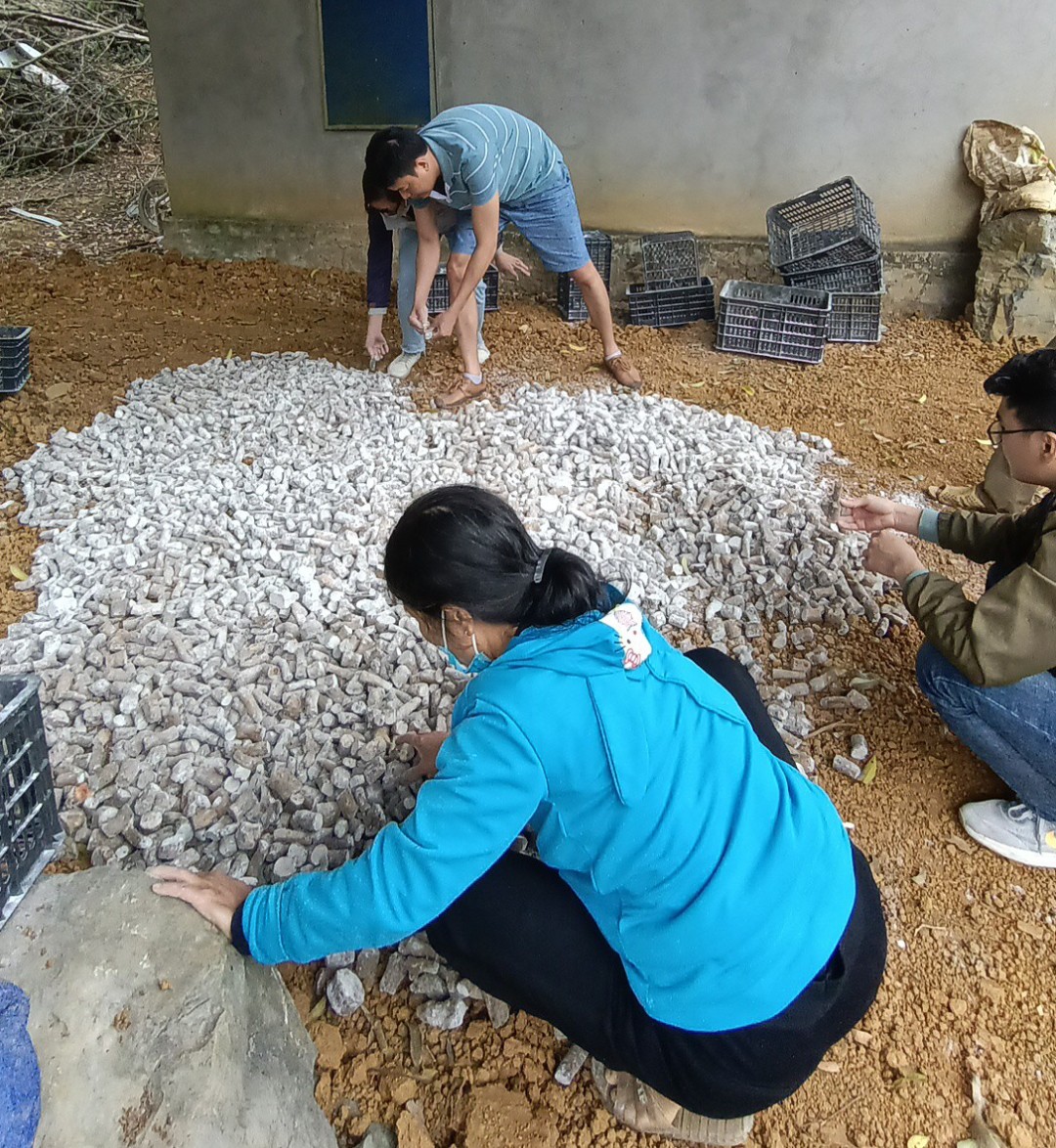 Kỹ thuật canh tác cây củ Mài Hoài Sơn tại Lương Việt 